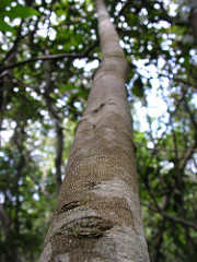 Picture of Maytenus distichophylla tree trunk