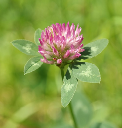 Picture of red Clover
