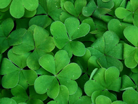 Picture of clover leaves