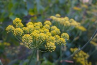 Picture of fennel flower