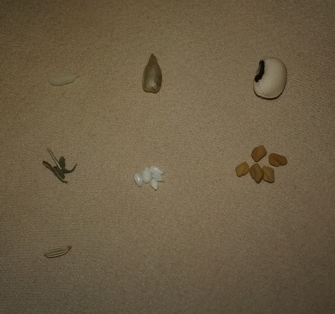 Pictures of different herbs or seeds in small amounts