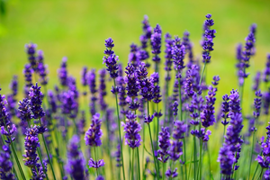 Picture of lavender flowers