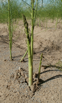 Image of Asparagus plant
