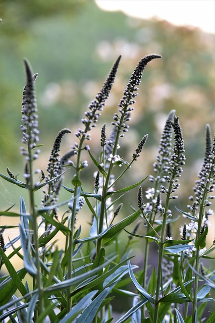 Picture of black cohosh flowers
