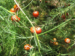 Image of Asparagus berries
