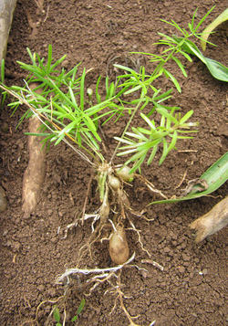 Image of Asparagus tuber