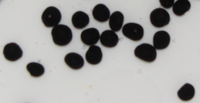 Image of Asparagus seeds that were contained in berries