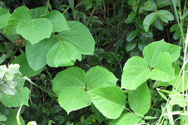 Picture of Kudzu leaves