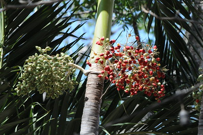 image of true palm plant and fruit