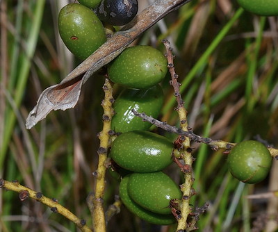 image of serenoa fruit