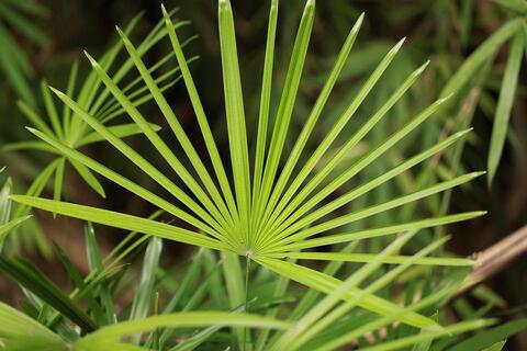 image of saw palmetto leaf