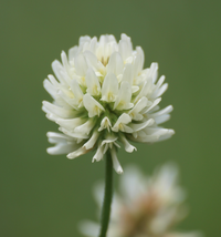 picture of white clover flower