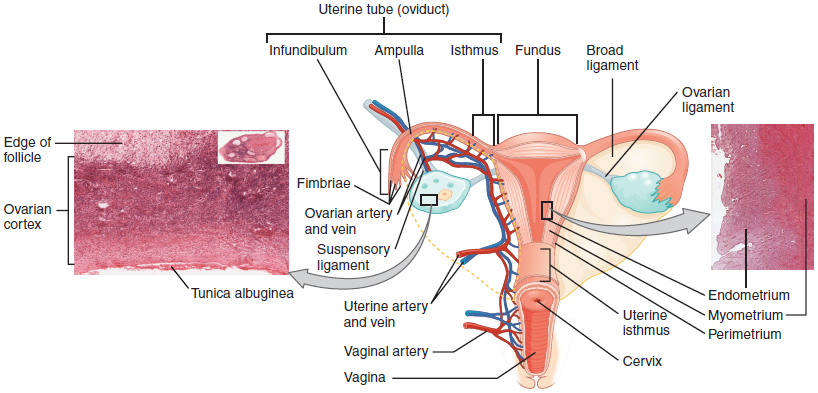diagram of reproductive tract