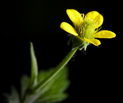 Picture of evening primrose flower