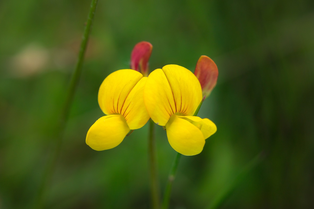 Picture of fenugreek flower