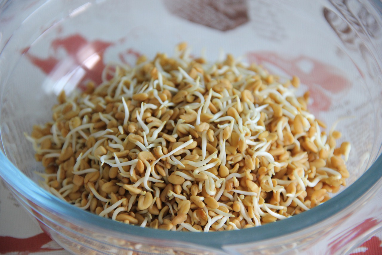 Picture of fenugreek sprouts