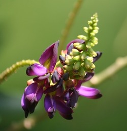 Picture of Kudzu flower