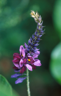 Picture of Kudzu flower