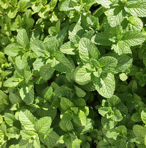 Picture of mint