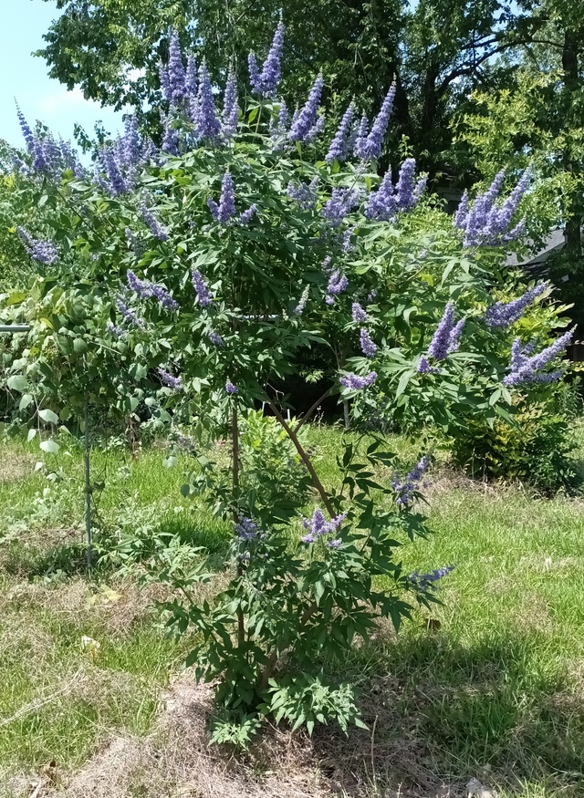 Picture of Vitex
