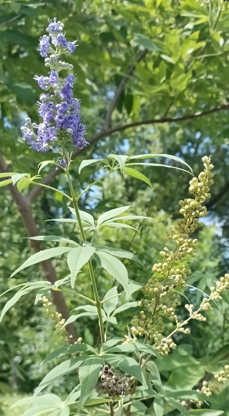 Picture of Vitex